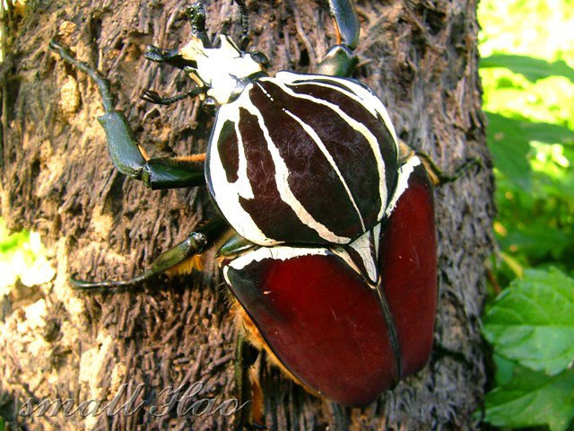 按此在新視窗瀏覽圖片