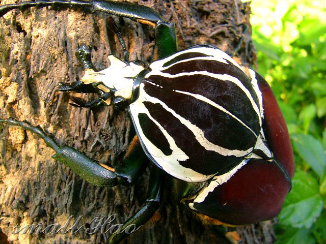 按此在新視窗瀏覽圖片