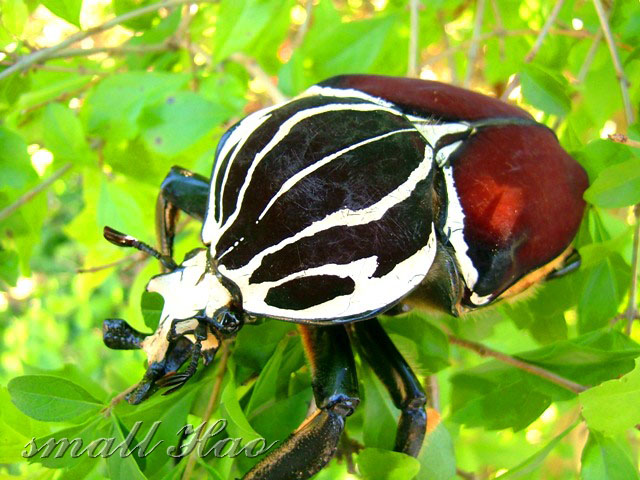 按此在新視窗瀏覽圖片