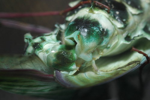 按此在新視窗瀏覽圖片