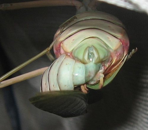 按此在新視窗瀏覽圖片