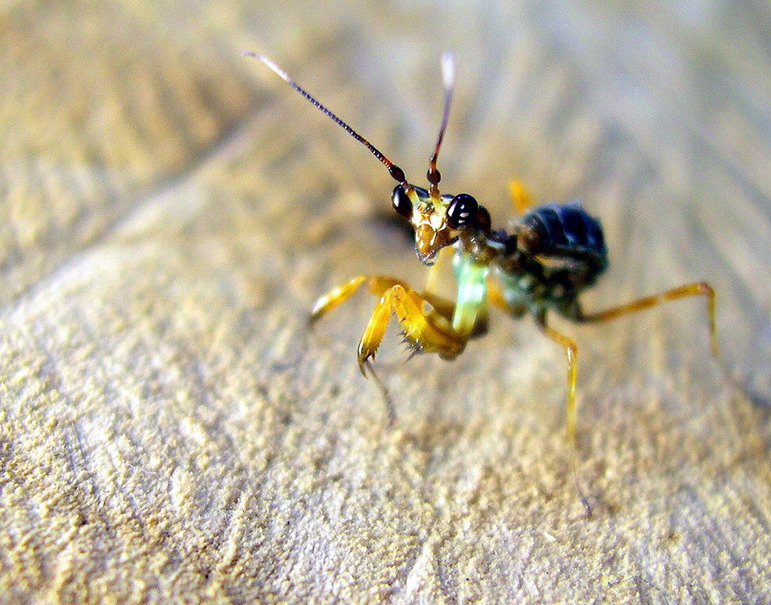 按此在新視窗瀏覽圖片