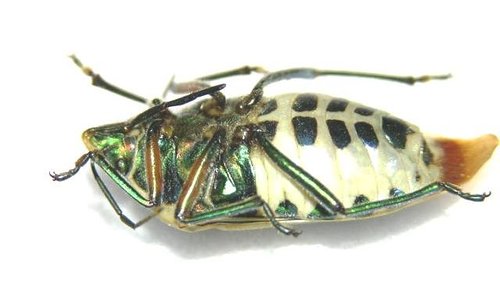 按此在新視窗瀏覽圖片