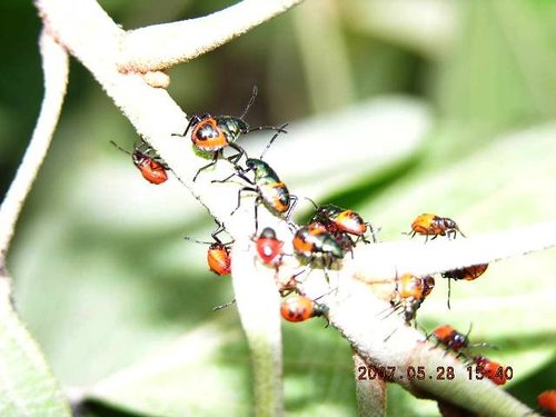 按此在新視窗瀏覽圖片