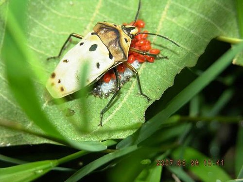 按此在新視窗瀏覽圖片