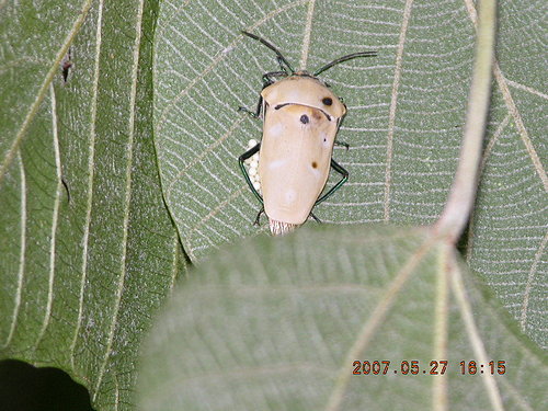 按此在新視窗瀏覽圖片