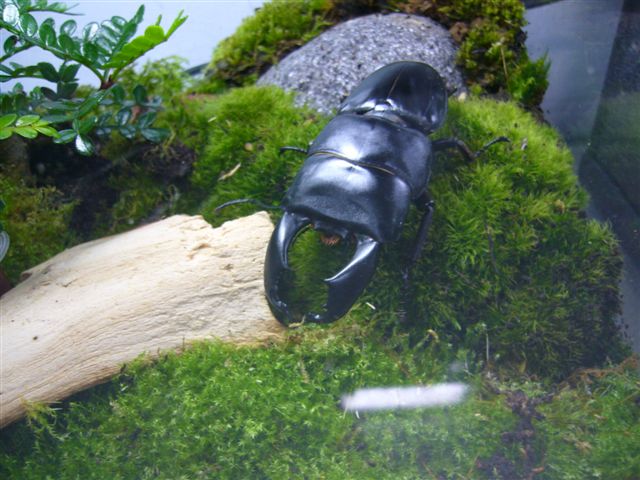 按此在新視窗瀏覽圖片