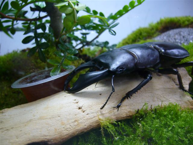 按此在新視窗瀏覽圖片