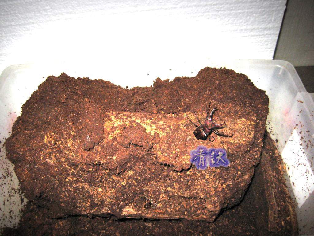 按此在新視窗瀏覽圖片