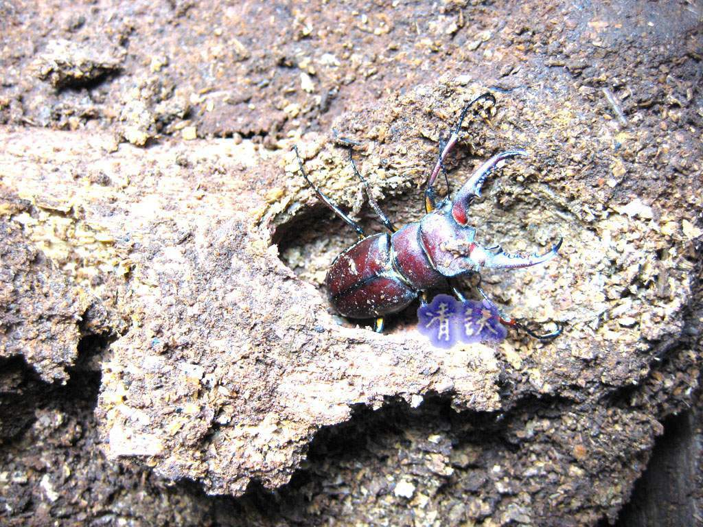 按此在新視窗瀏覽圖片