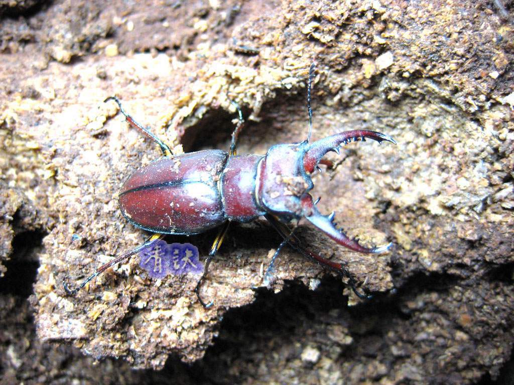 按此在新視窗瀏覽圖片