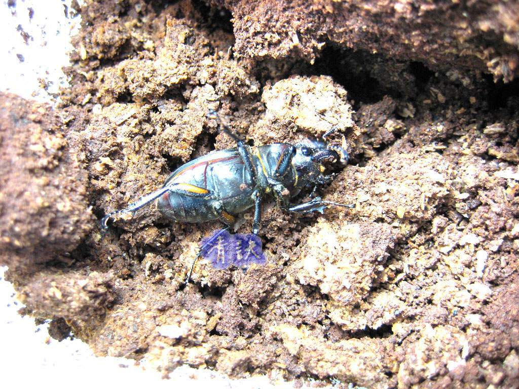 按此在新視窗瀏覽圖片