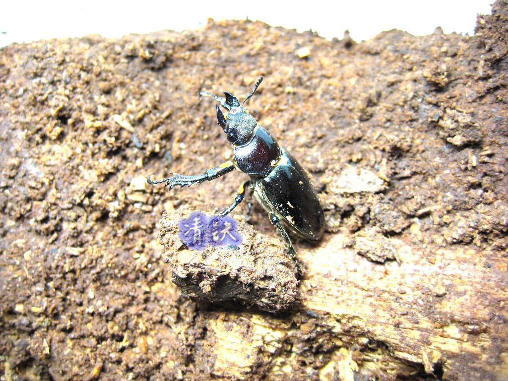 按此在新視窗瀏覽圖片