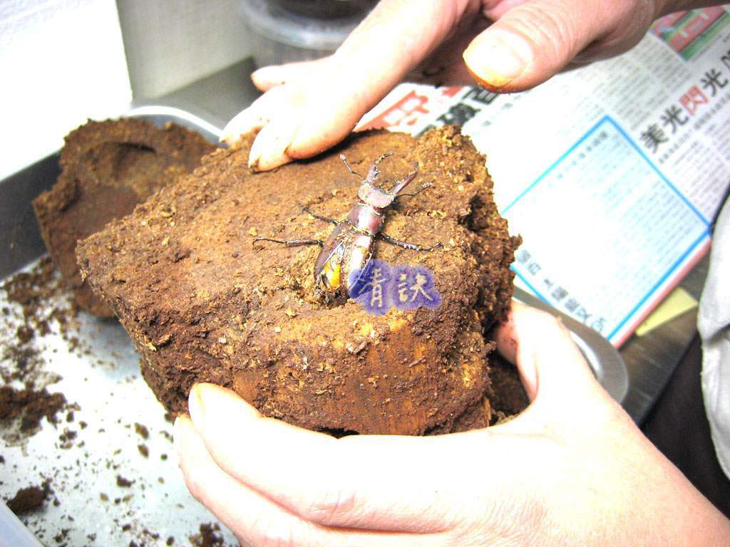 按此在新視窗瀏覽圖片