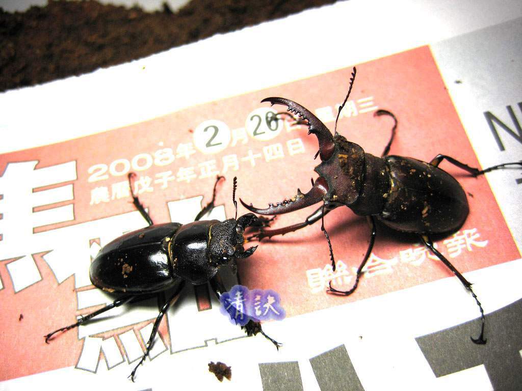 按此在新視窗瀏覽圖片