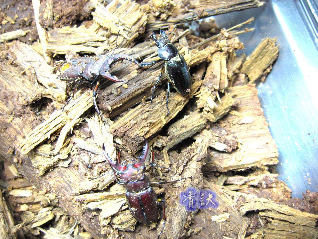 按此在新視窗瀏覽圖片