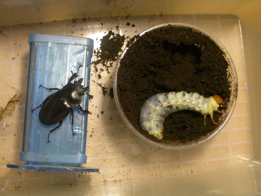 按此在新視窗瀏覽圖片