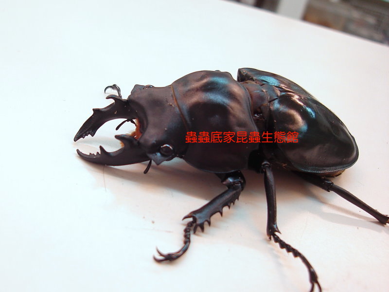 «ö¦¹¦b·sµøµ¡ÂsÄý¹Ï¤ù