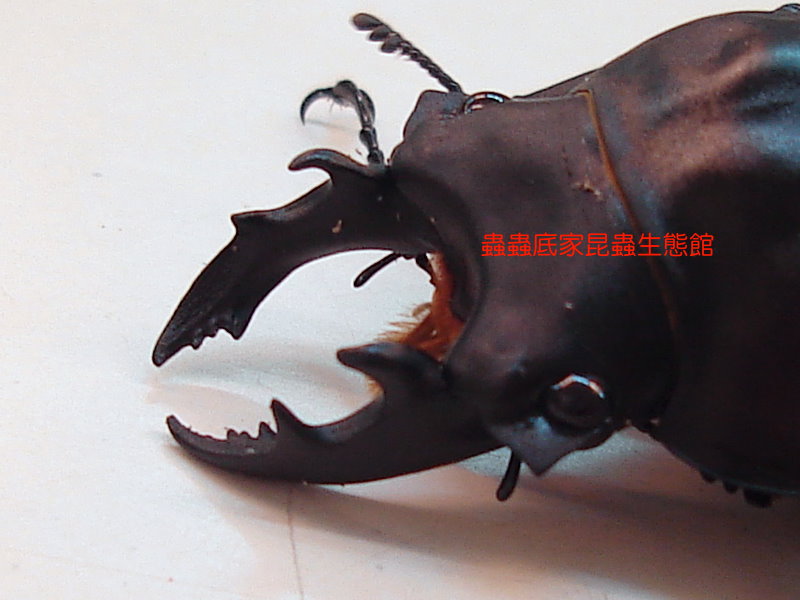 «ö¦¹¦b·sµøµ¡ÂsÄý¹Ï¤ù