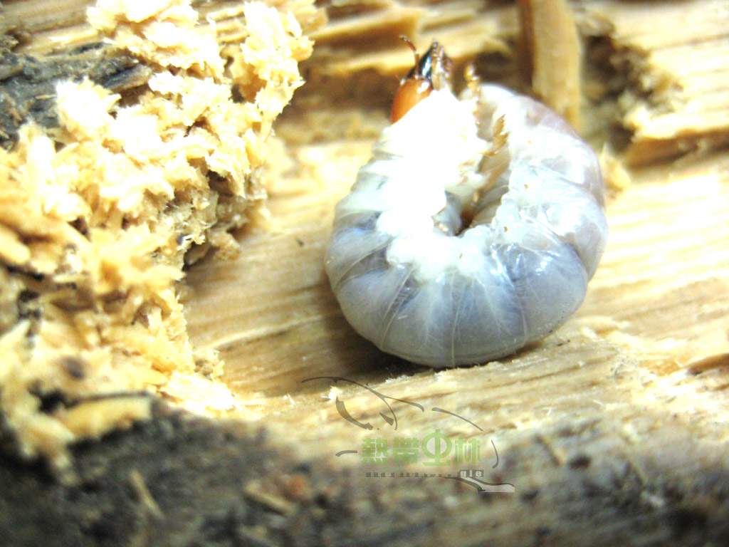 «ö¦¹¦b·sµøµ¡ÂsÄý¹Ï¤ù