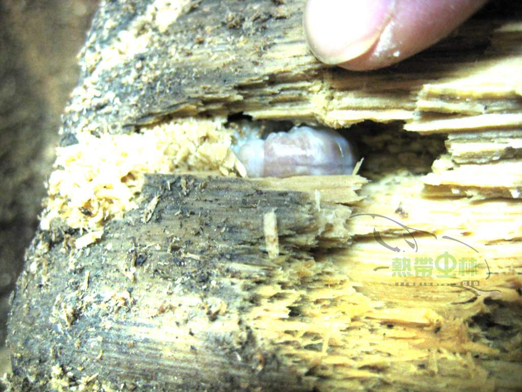 «ö¦¹¦b·sµøµ¡ÂsÄý¹Ï¤ù