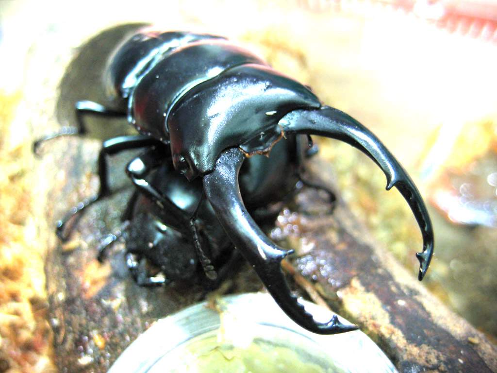 «ö¦¹¦b·sµøµ¡ÂsÄý¹Ï¤ù