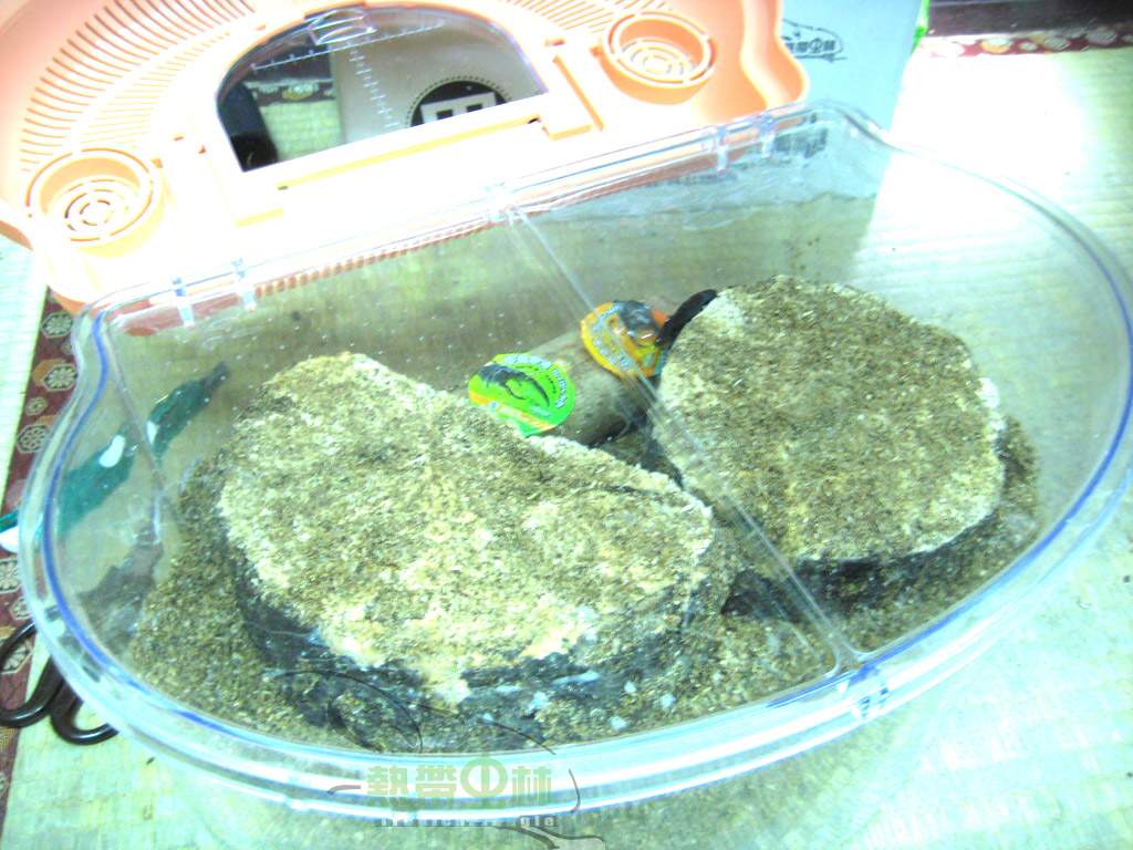 «ö¦¹¦b·sµøµ¡ÂsÄý¹Ï¤ù