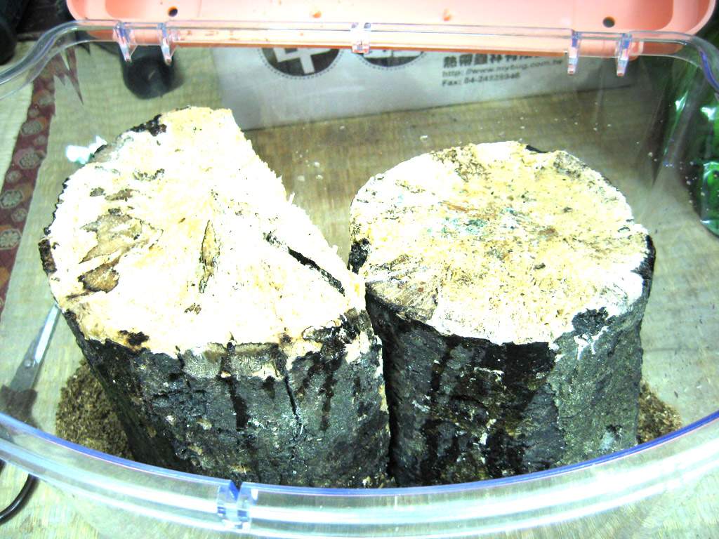 «ö¦¹¦b·sµøµ¡ÂsÄý¹Ï¤ù