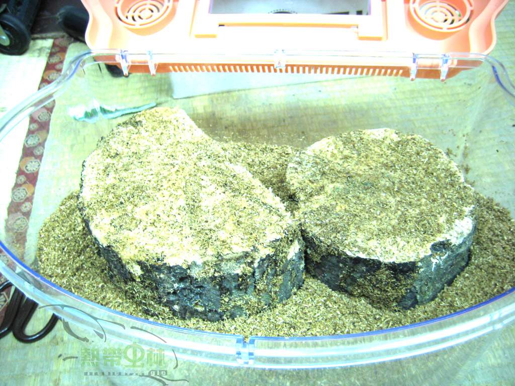 «ö¦¹¦b·sµøµ¡ÂsÄý¹Ï¤ù