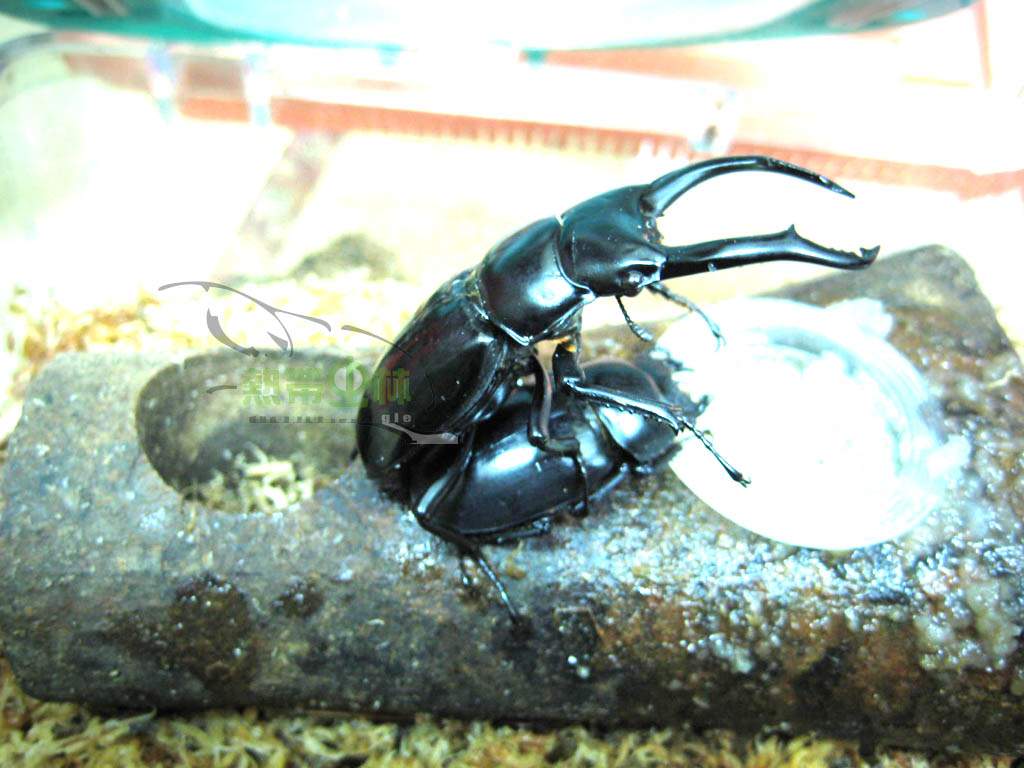 «ö¦¹¦b·sµøµ¡ÂsÄý¹Ï¤ù