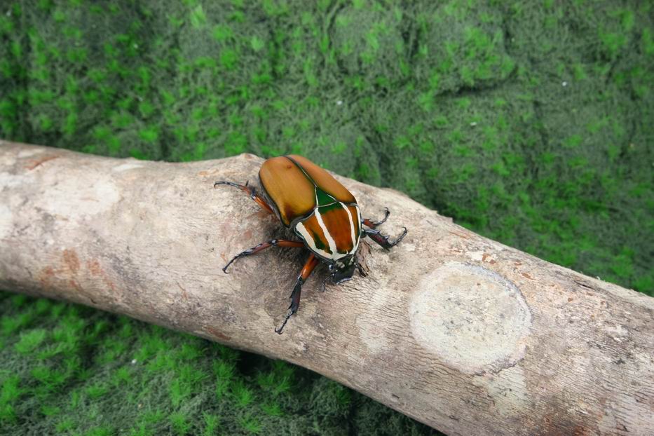 按此在新視窗瀏覽圖片