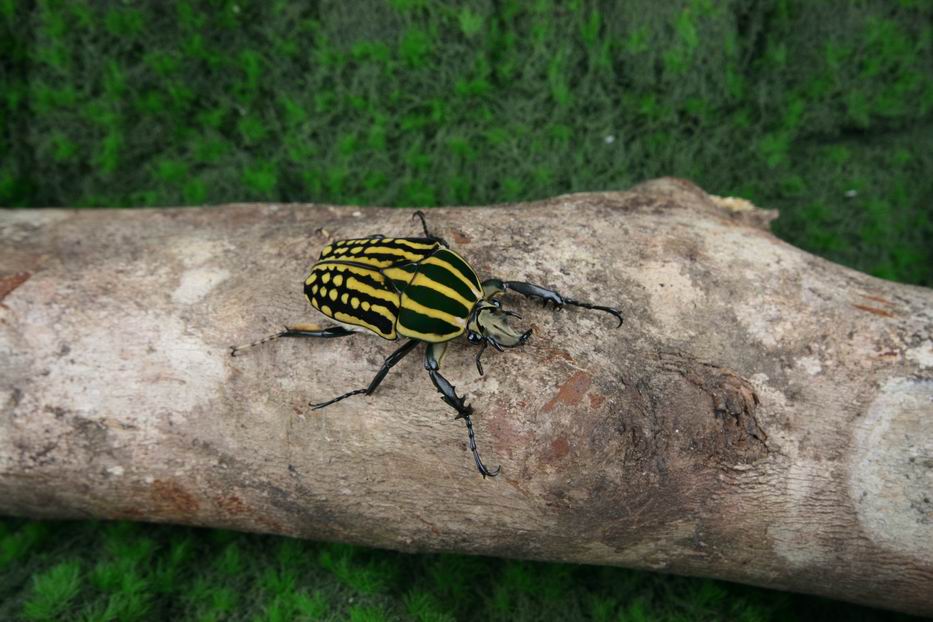 按此在新視窗瀏覽圖片