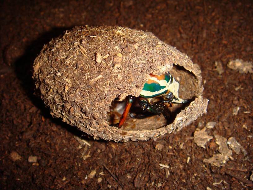 按此在新視窗瀏覽圖片