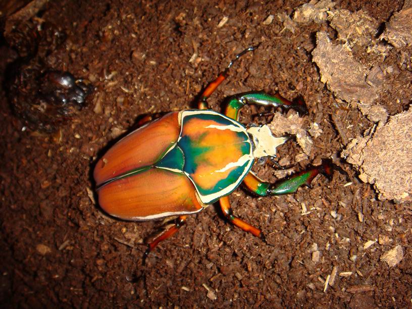 按此在新視窗瀏覽圖片