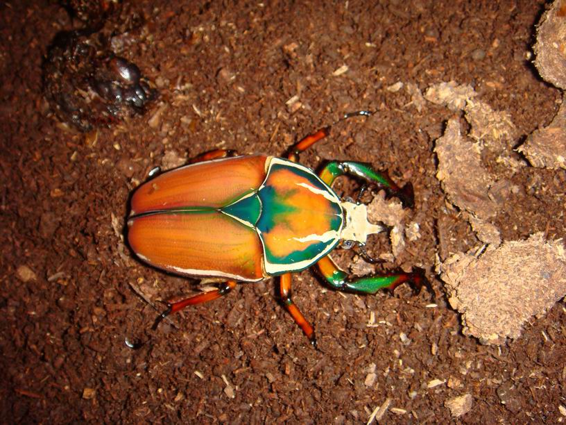 按此在新視窗瀏覽圖片