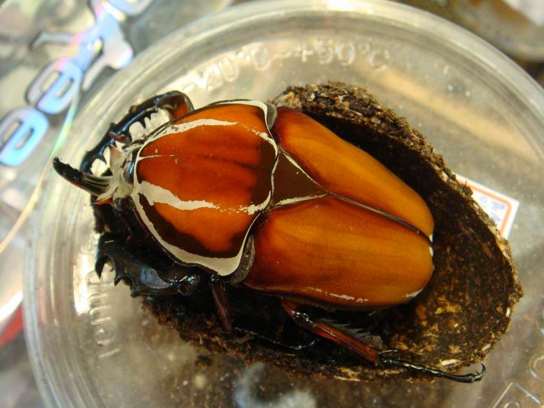 按此在新視窗瀏覽圖片