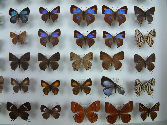 按此在新視窗瀏覽圖片