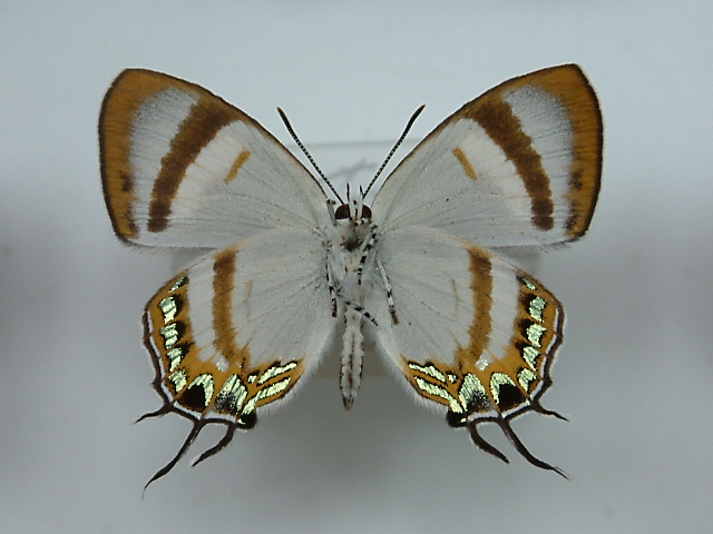 按此在新視窗瀏覽圖片