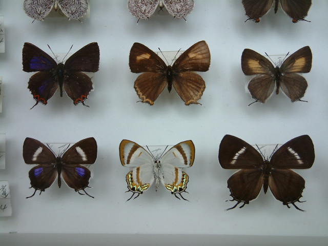 按此在新視窗瀏覽圖片