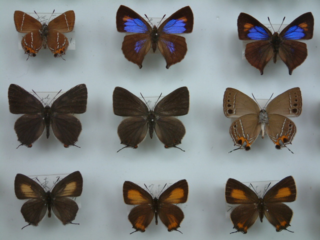 按此在新視窗瀏覽圖片