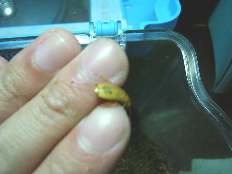 按此在新視窗瀏覽圖片