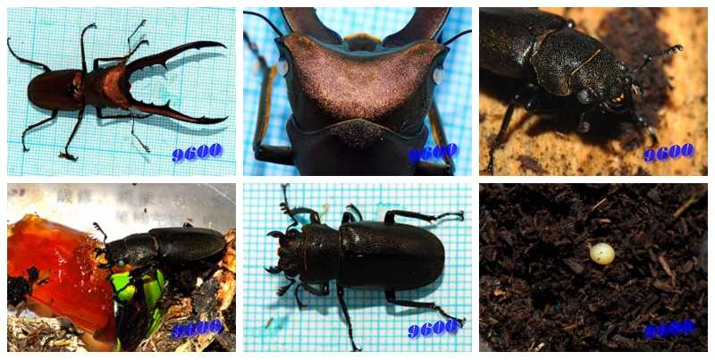 «ö¦¹¦b·sµøµ¡ÂsÄý¹Ï¤ù