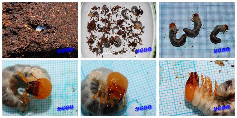 «ö¦¹¦b·sµøµ¡ÂsÄý¹Ï¤ù