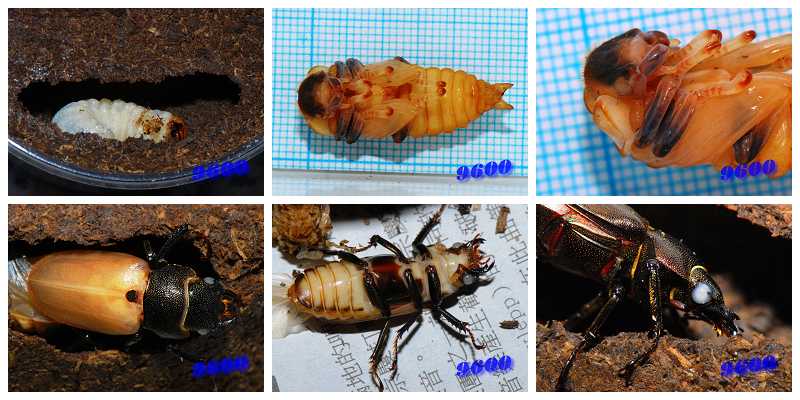 «ö¦¹¦b·sµøµ¡ÂsÄý¹Ï¤ù