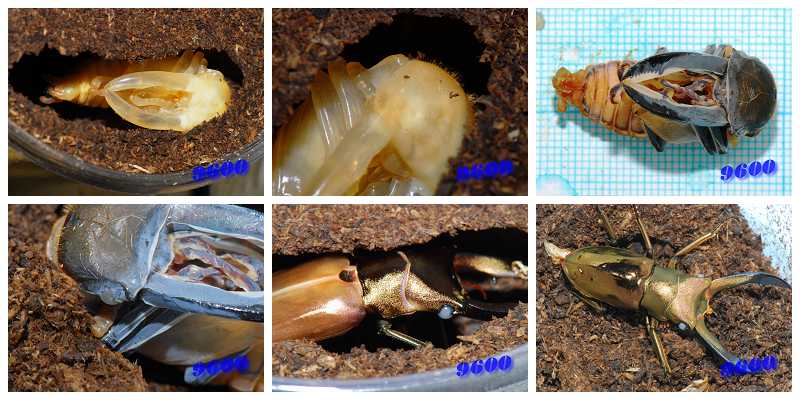 «ö¦¹¦b·sµøµ¡ÂsÄý¹Ï¤ù