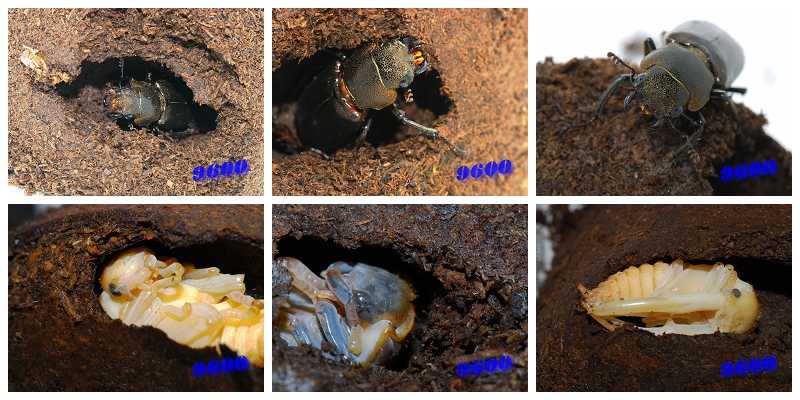 «ö¦¹¦b·sµøµ¡ÂsÄý¹Ï¤ù