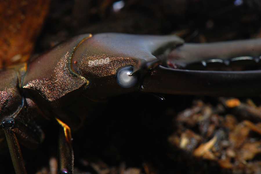 «ö¦¹¦b·sµøµ¡ÂsÄý¹Ï¤ù