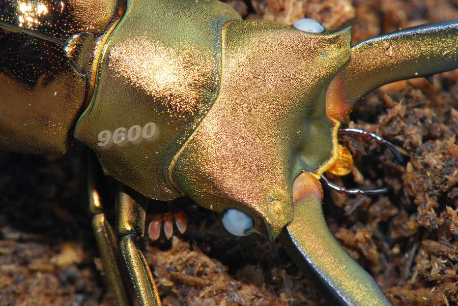 «ö¦¹¦b·sµøµ¡ÂsÄý¹Ï¤ù