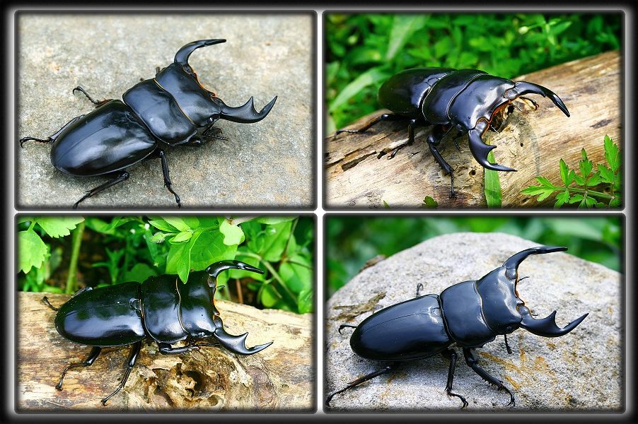 按此在新視窗瀏覽圖片