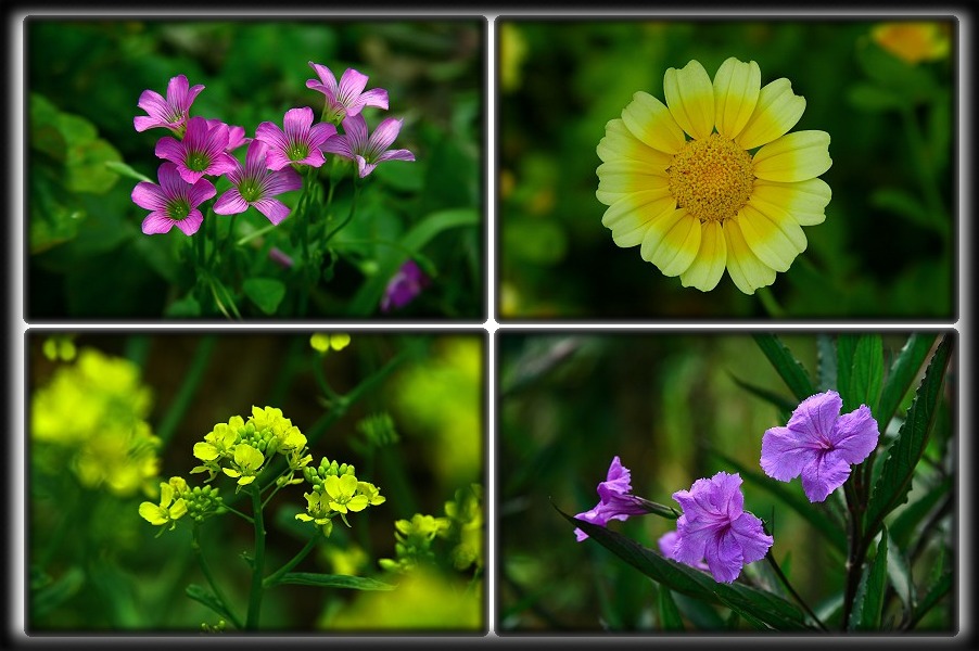 按此在新視窗瀏覽圖片